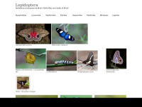 Lepidoptera.com.br