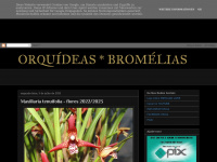 Orquideasbromelias.com